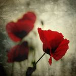 "Stagioni d�amore"