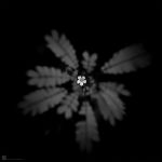 "Lungo il sentiero (piccolo fiore)"