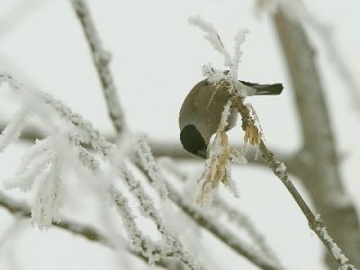 Prima neve