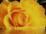 Nell�attimo rivoli d�amore