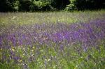Di Viole e d'Amore