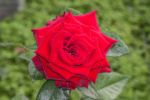 � lei, una rosa selvatica