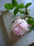 Rosa profumata rinascer�