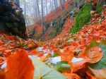 Vento triste ...vento d�autunno