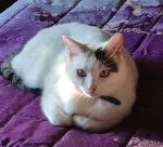 Il mio Romeo