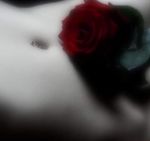 Rosa rossa dell�Amore
