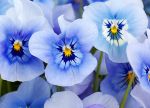 Margherita fiore d�amore