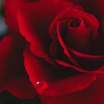 L�accoppiamento