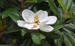 La magnolia