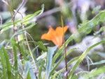 Piccolo fiore  