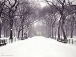 Neve bianca
