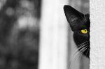Equilibristi si nasce