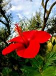 Rosso ibisco