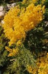 La Mimosa e la Rosa Rossa