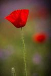 L’amore