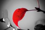 M�appartieni