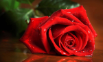 L�Amore e la Rosa