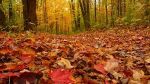 Come passi d�inverno