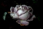 Il vuoto della rosa  