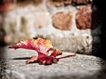 Foglie d'inverno  