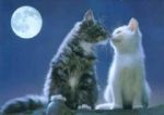 Douce nuit