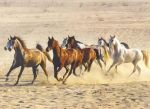 Spirit -Cavallo selvaggio-