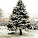 Sotto l'Albero