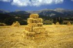 Ne far� covoni  