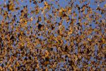 Farfalle in volo  