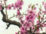 E' primavera