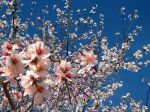 Una nuova primavera