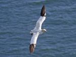 Gabbiano in volo
