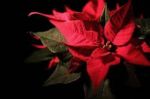 Rossa poinsettia