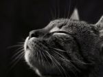 L� dove i gatti vanno a morire
