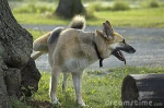Canin privilegio  