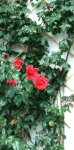 Ladra di rose