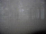 Nella nebbia
