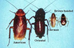 La "blattella germanica"