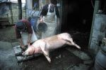 E non mangi� pi� carne!